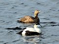 C (268) Eider